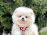 Safkan Pomeranian Boo Yavrularımız
