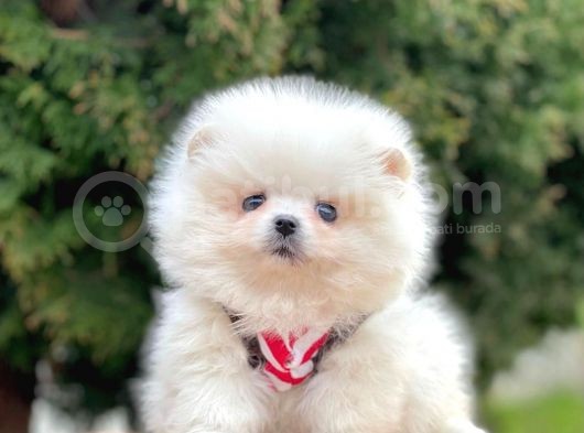 Safkan Pomeranian Boo Yavrularımız görsel