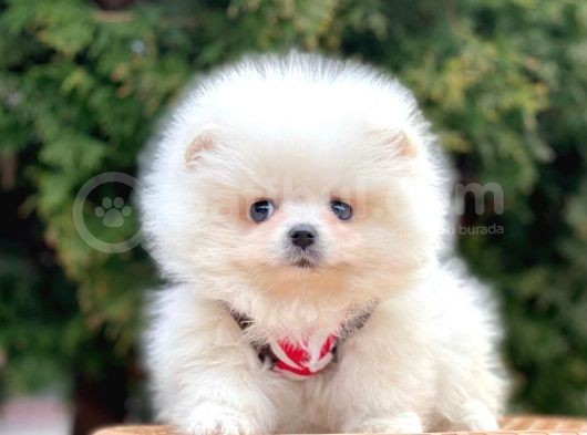 Ayı Surat Sevimli Boo Pomeranian Yavrular görsel