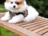 Pomeranian Boo Teddy Bear Yavrular