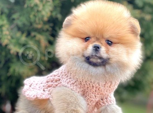 Safkan Pomeranian Boo Yavrularımız görsel