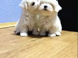 Maltese Mini Boy Yavrular
