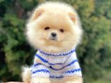Safkan Pomeranian Boo Yavrularımız