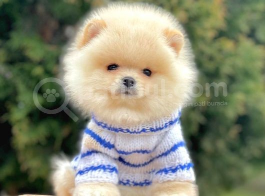 Safkan Pomeranian Boo Yavrularımız görsel