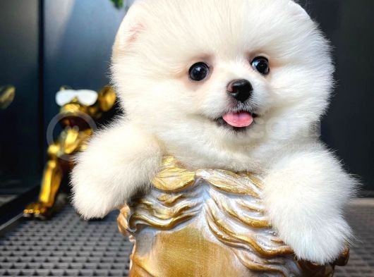 Ayı Surat Pomeranian Boo Yavrularımız görsel
