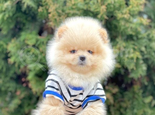 Safkan Pomeranian Boo Yavrularımız