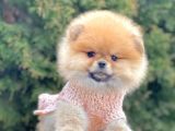Safkan Pomeranian Boo Yavrularımız