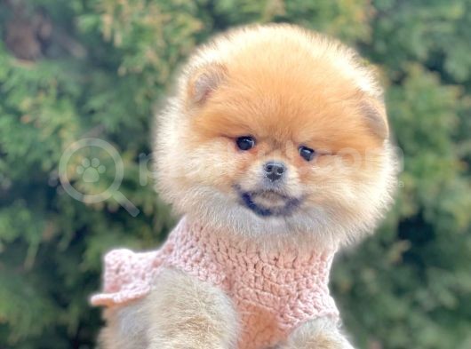Safkan Pomeranian Boo Yavrularımız görsel