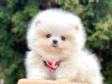 Safkan Pomeranian Boo Yavrularımız