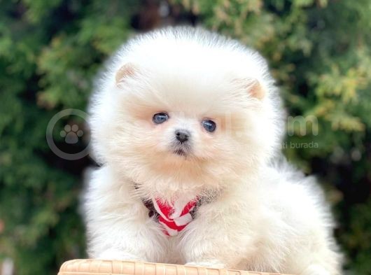Safkan Pomeranian Boo Yavrularımız görsel