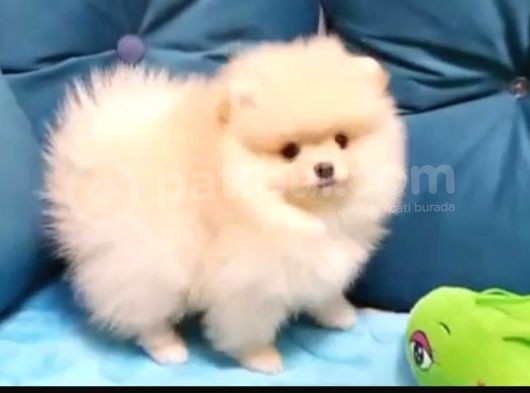 Üst Kali̇te Pomerani̇an Boo Kizimiz görsel