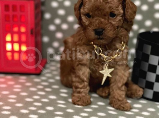 Redbrown %100 Safkan Toy Poodle Bebekler görsel