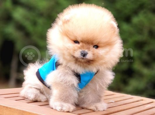 Pomeranian Boo Teddy Bear Yavrular görsel