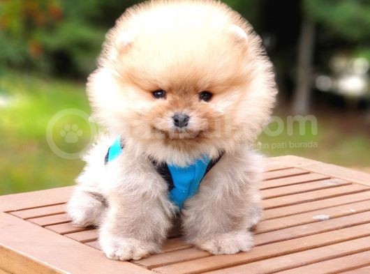Pomeranian Boo Teddy Bear Yavrular görsel