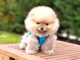 Pomeranian Boo Teddy Bear Yavrular