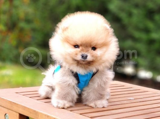 Pomeranian Boo Teddy Bear Yavrular görsel