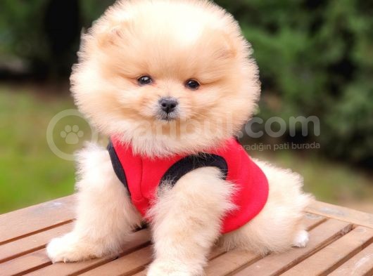 Teddy Face Pomeranian Boo Dişi Yavrularımız