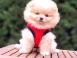 Teddy Face Pomeranian Boo Dişi Yavrularımız