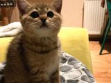 3 Aylık Ev Ortamında Büyümüş Anne Sütü Ile Büyümüş Yavrularımız