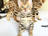 Show Class Bengal Yavruları