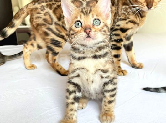 Show Class Bengal Yavruları görsel