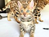 Show Class Bengal Yavruları