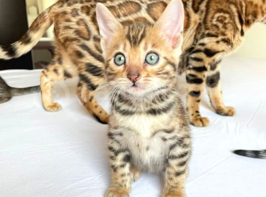 Show Class Bengal Yavruları görsel