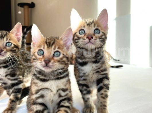 Show Class Bengal Yavruları görsel