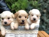 Maltıpoo Yavrularımız Yeni Aileleri Ile Tanışmaya Hazır