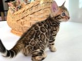 Show Class Bengal Yavruları