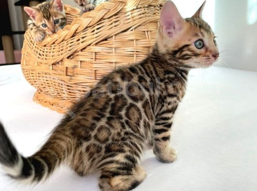 Show Class Bengal Yavruları görsel
