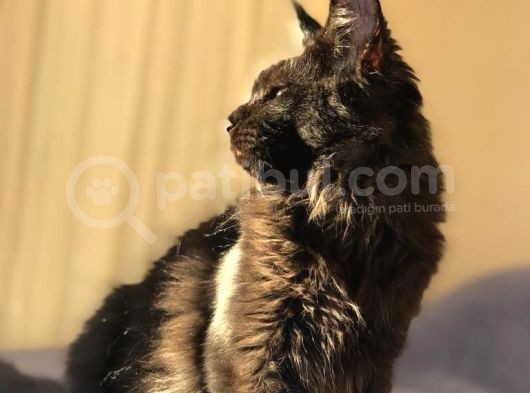 Xl Mainecoon Black Smoke görsel