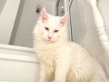 Xl White Mainecoon “Blue Eyes”