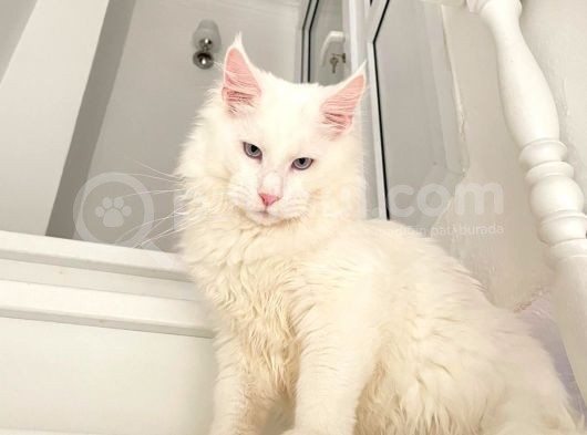 Xl White Mainecoon “Blue Eyes” görsel
