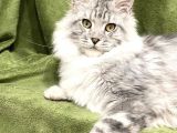 Xl Mainecoon Silver Ns22