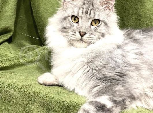 Xl Mainecoon Silver Ns22 görsel
