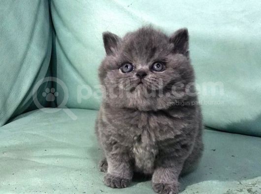 Bebek Suratli Bri̇ti̇sh Shorthai̇r Yavrularimiz