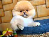 Ayı Surat Pomeranian Boo Yavrularımız