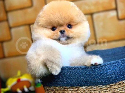 Ayı Surat Pomeranian Boo Yavrularımız görsel
