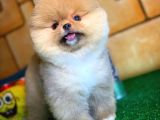 Ayı Surat Pomeranian Boo Yavrularımız