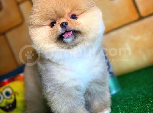 Ayı Surat Pomeranian Boo Yavrularımız görsel