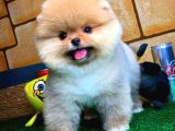 Ayı Surat Pomeranian Boo Yavrularımız