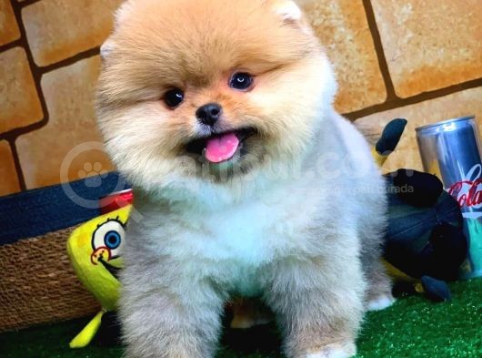 Ayı Surat Pomeranian Boo Yavrularımız görsel