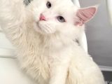 Xl White Mainecoon “Blue Eyes”