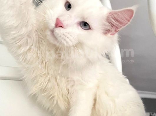 Xl White Mainecoon “Blue Eyes” görsel