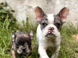 Show Kalite French Bulldog Yavrularimiz