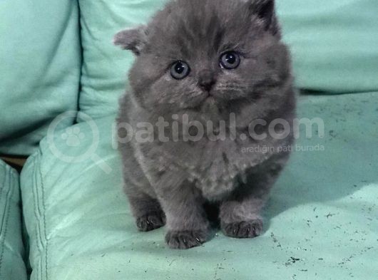 Bebek Suratli Bri̇ti̇sh Shorthai̇r Yavrularimiz görsel