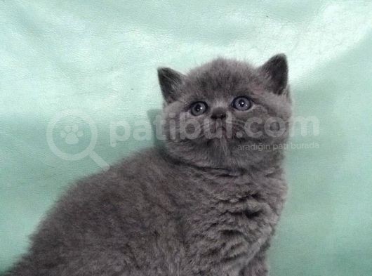 Bebek Suratli Bri̇ti̇sh Shorthai̇r Yavrularimiz görsel