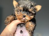 Teacup Orjinal Yorkshire Yavrular