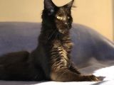 Xl Mainecoon Black Smoke